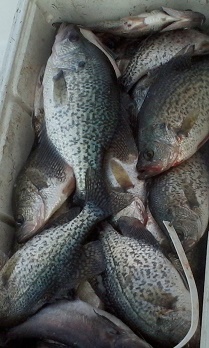 Nice mess of Crappie on CCL with BigCrappie Guides